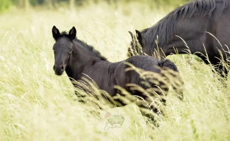 Poney Mérens : le montagnard discret qui s&rsquo;adapte à presque tout