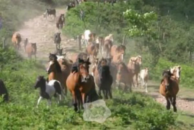 Poney pottok : l’histoire fascinante de ce petit cheval basque au caractère unique