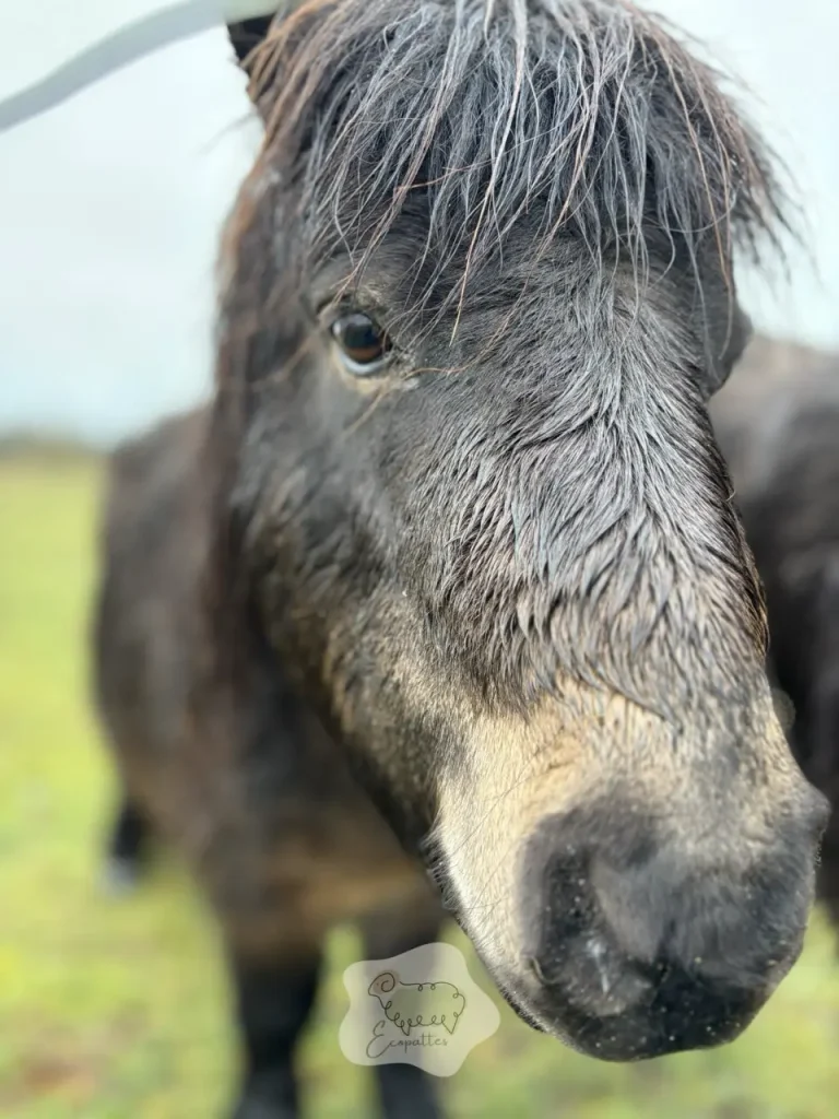 Shetland : le petit gabarit qui impressionne (et les règles pour que ça tienne)