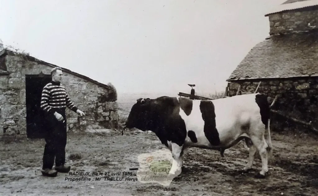 race-bretonne-pie-noire-ecopattes