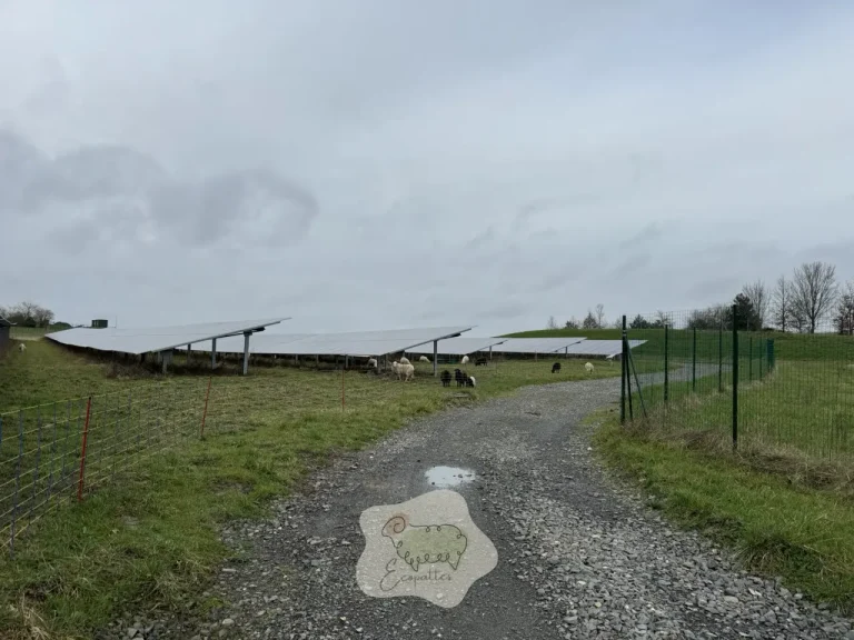 Races rustiques françaises et éco-pâturage, un duo gagnant pour l&rsquo;agriculture durable