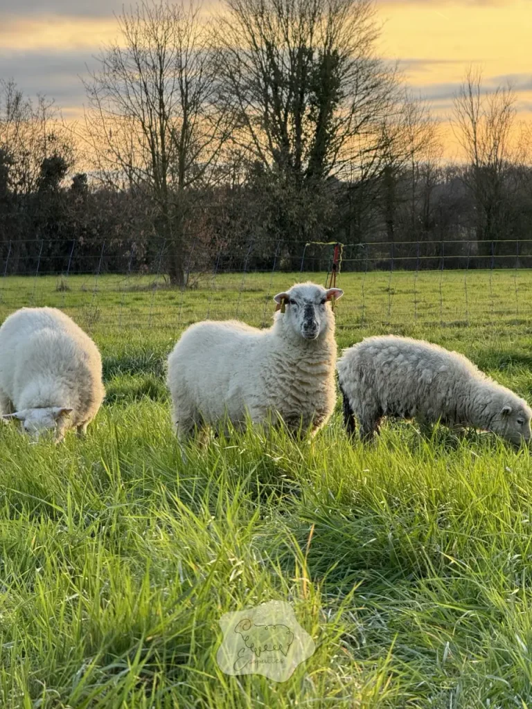 Comment les races rustiques françaises contribuent à un éco-pâturage durable