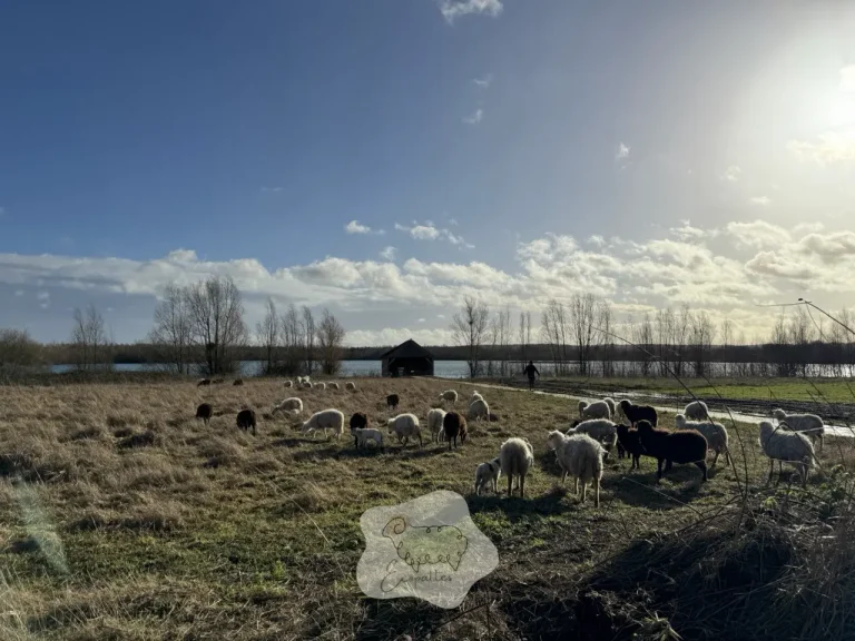 Les étapes clés de la reproduction chez le mouton pour un élevage réussi