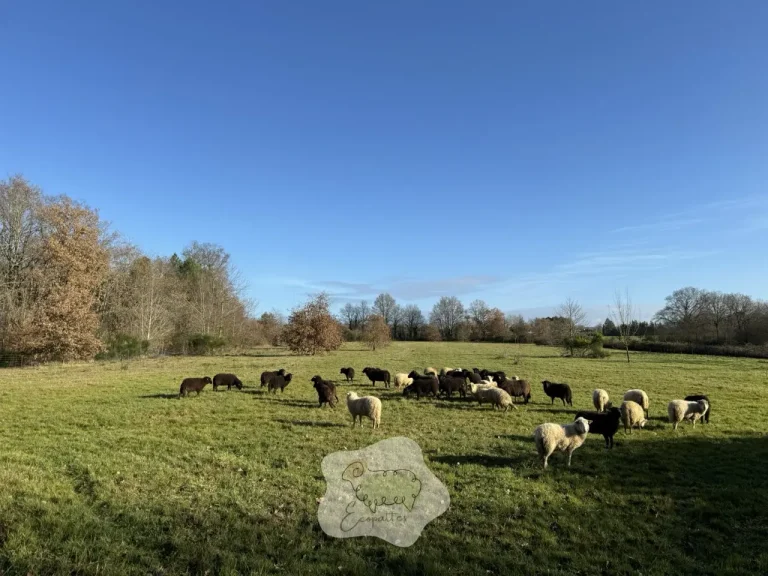 Éco-pâturage en entreprise : une solution écologique pour entretenir vos espaces verts