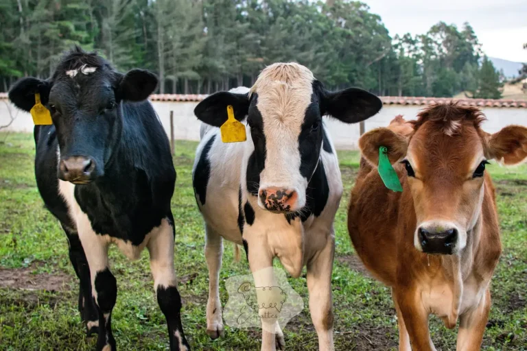 Vaches en éco-pâturage : ce qu&rsquo;elles font que les moutons ne feront jamais