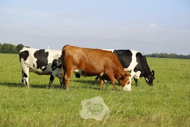 Peut-on utiliser des vaches en éco-pâturage urbain ou périurbain ?