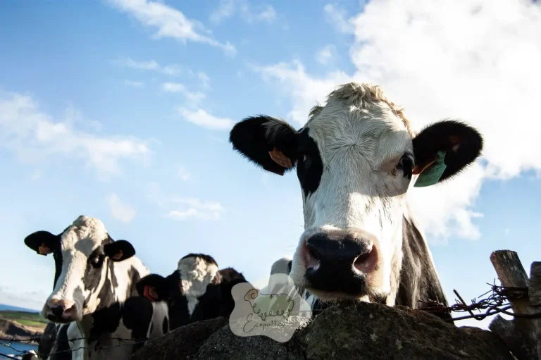 Les vaches abîment-elles le sol en éco-pâturage ? (la vraie réponse)
