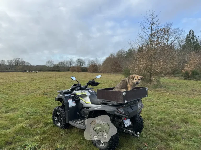 Écopâturage en entreprise : comment valoriser durablement vos terrains