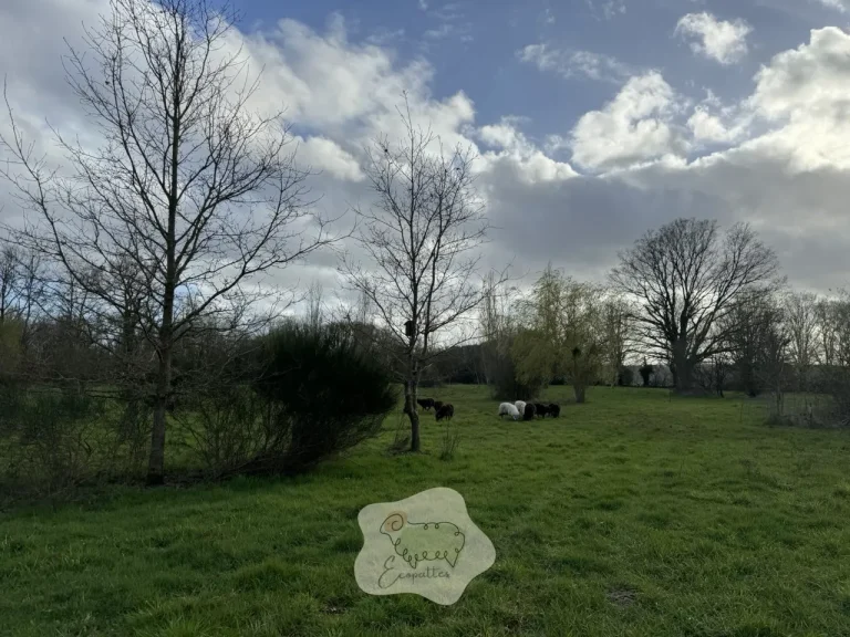 Agritourisme et éco-pâturage dans la région bordelaise : une expérience unique