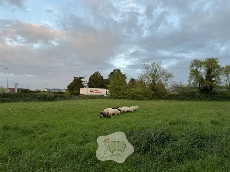 Quel animal choisir pour entretenir efficacement un terrain de 5000 m² ?