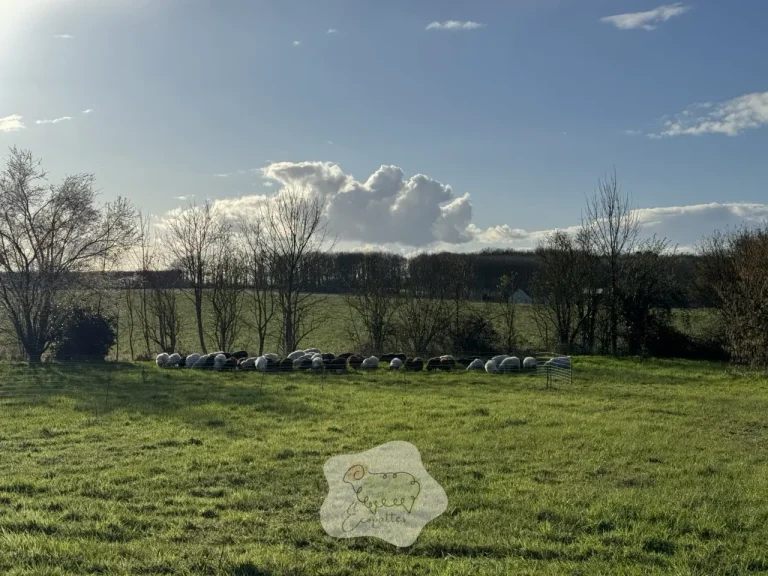 Les avantages de l’éco pâturage au mans pour un entretien naturel des espaces verts