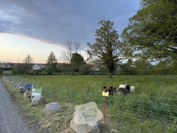 decouverte-mouton-landes-de-bretagne-eco-paturage-ecopattes decouverte-mouton-landes-de-bretagne-eco-paturage-ecopattes