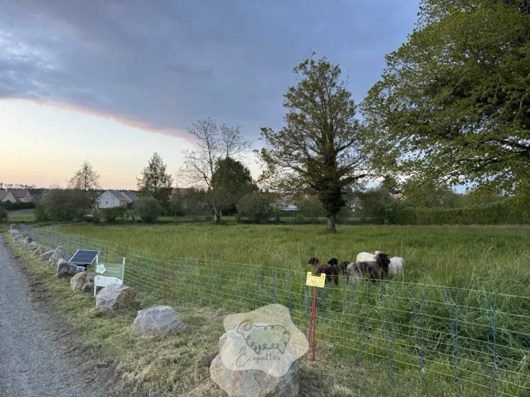 À la découverte du mouton emblématique des Landes de Bretagne