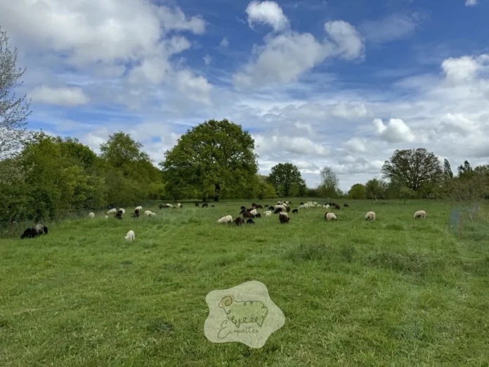 dernieres-nouvelles-environnement-ecopaturage-ecopattes dernieres-nouvelles-environnement-ecopaturage-ecopattes