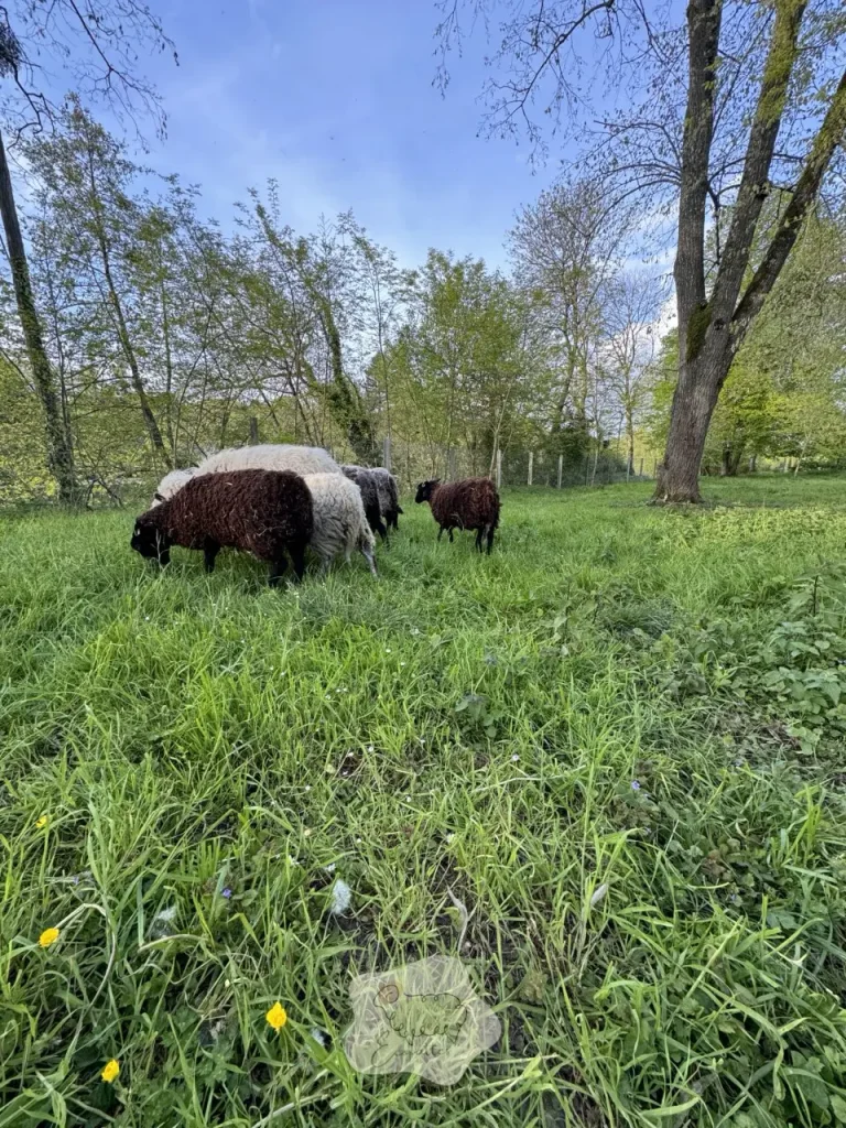 L’éco-pâturage : une solution naturelle pour préserver les paysages bretons