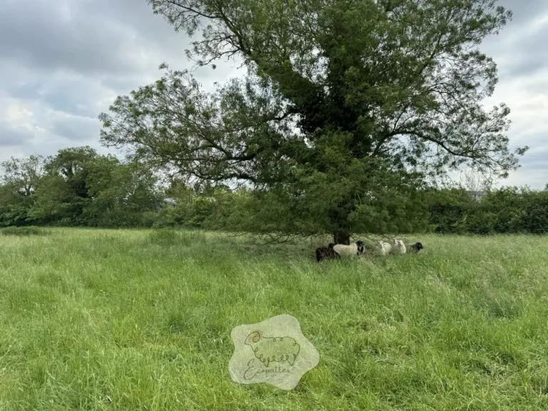 L’éco-pâturage : une solution naturelle qui séduit la région Provence-Alpes-Côtes d’Azur