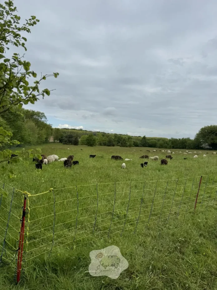 eco-paturage-solution-naturelle-auvergne-rhone-alpes-ecopattes eco-paturage-solution-naturelle-auvergne-rhone-alpes-ecopattes