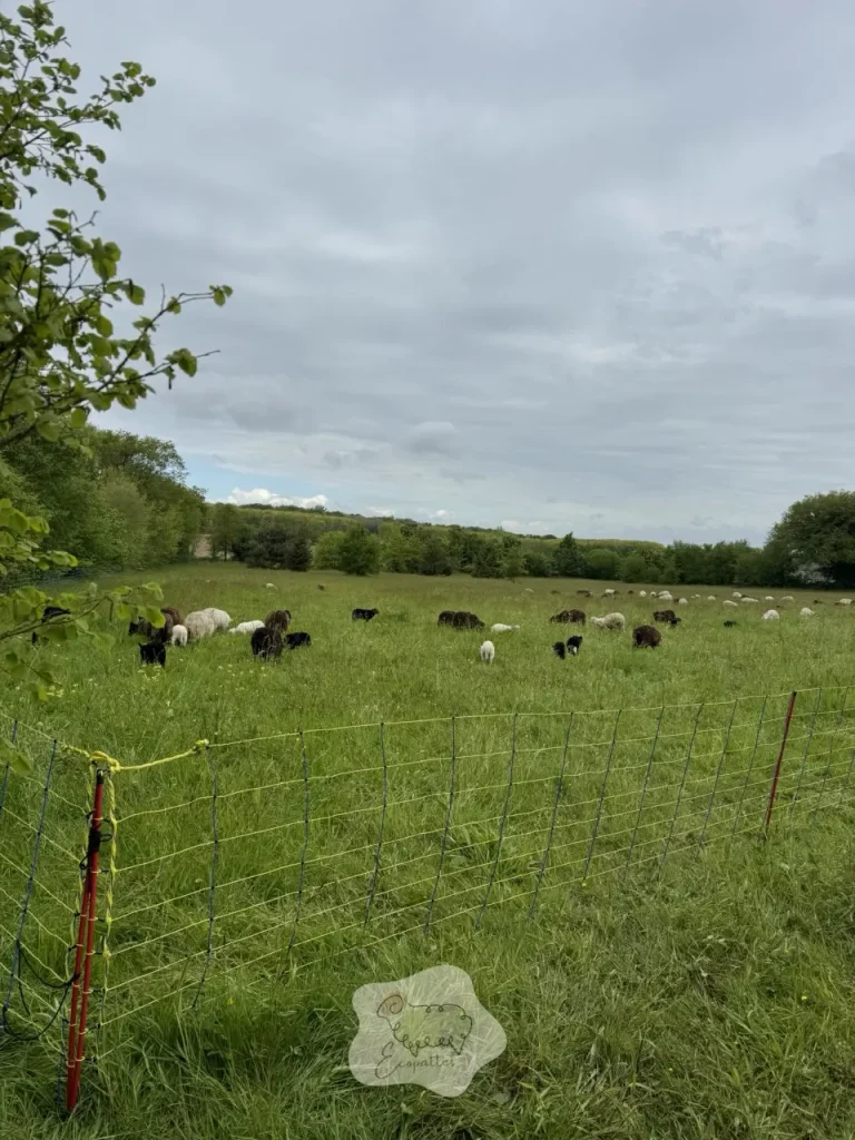 L’éco-pâturage : une solution naturelle qui prend racine en Auvergne-Rhône-Alpes