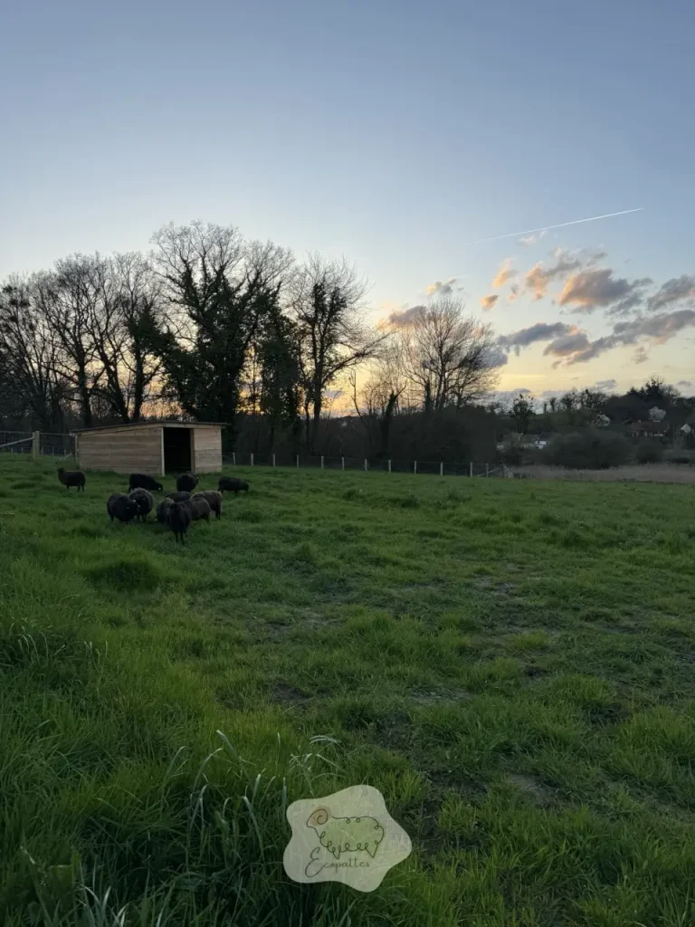 Éco-pâturage à bordeaux : une solution verte pour l&rsquo;entretien des espaces verts