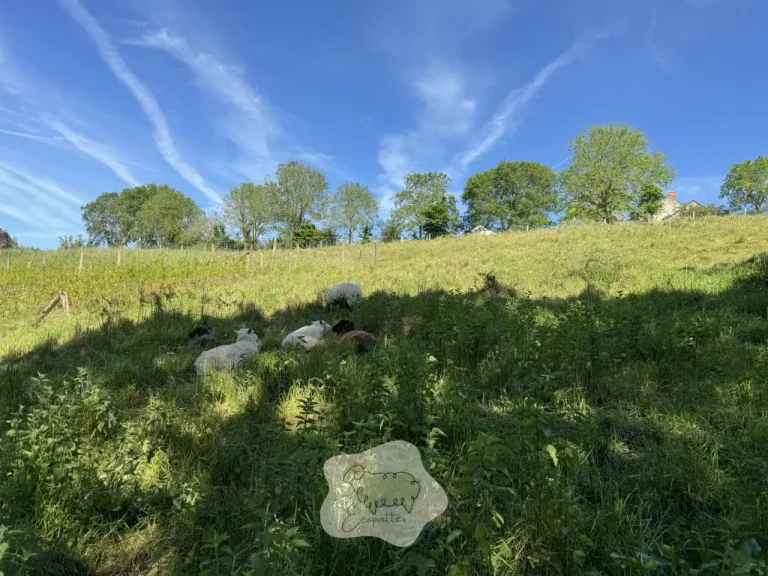 L&rsquo;éco-pâturage : une solution verte qui s&rsquo;étend en Île-de-France