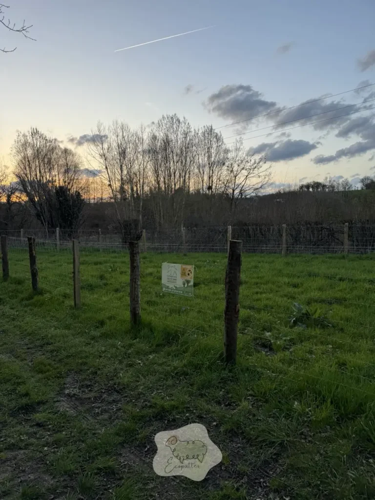 Comment le vignoble bordelais adopte l’éco-pâturage pour une agriculture durable