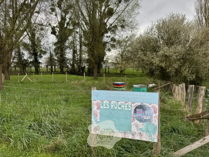 ecopaturage-biodiversite-bordeaux-ecopattes ecopaturage-biodiversite-bordeaux-ecopattes