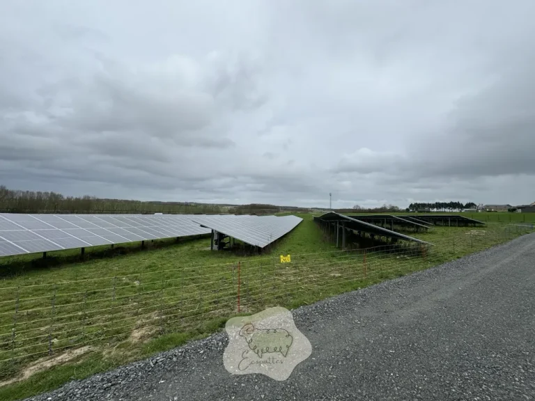 Comment l’éco pâturage transforme la gestion des espaces verts au mans