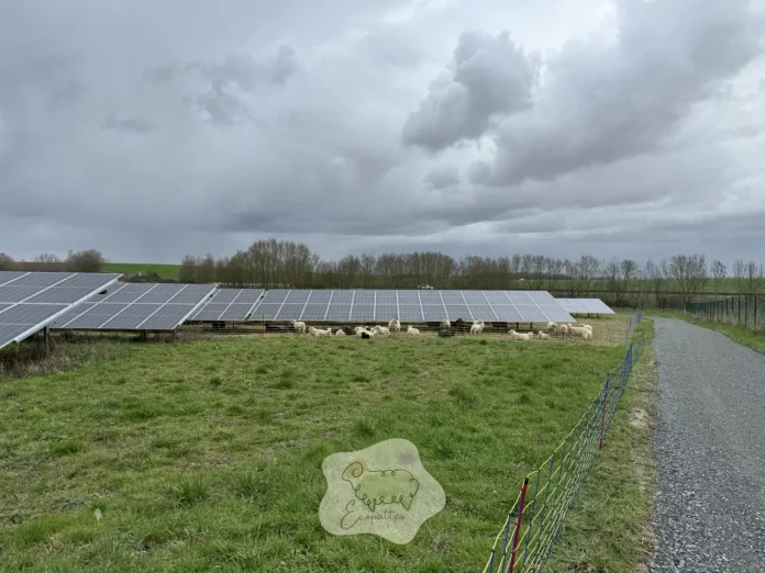 ecopaturage-le-mans-biodiversite-ecopattes ecopaturage-le-mans-biodiversite-ecopattes