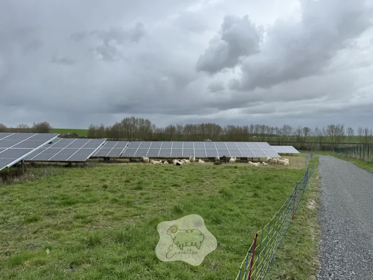 Pourquoi choisir l’éco pâturage au mans pour préserver la biodiversité locale