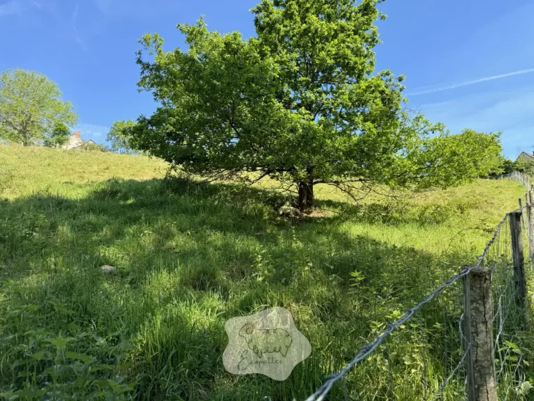 L’éco-pâturage : une solution durable qui transforme les paysages d’Occitanie