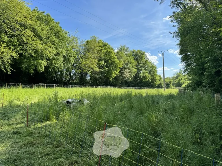 L’éco-pâturage : une solution durable qui prend racine en Nouvelle-Aquitaine