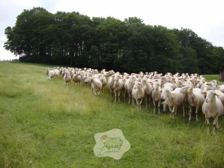Élever des brebis lacune : conseils et particularités de la race