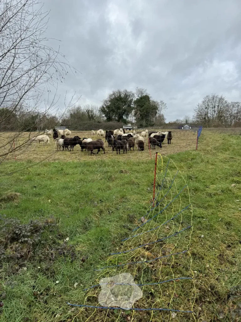 Comment entretenir vos espaces verts de manière écologique