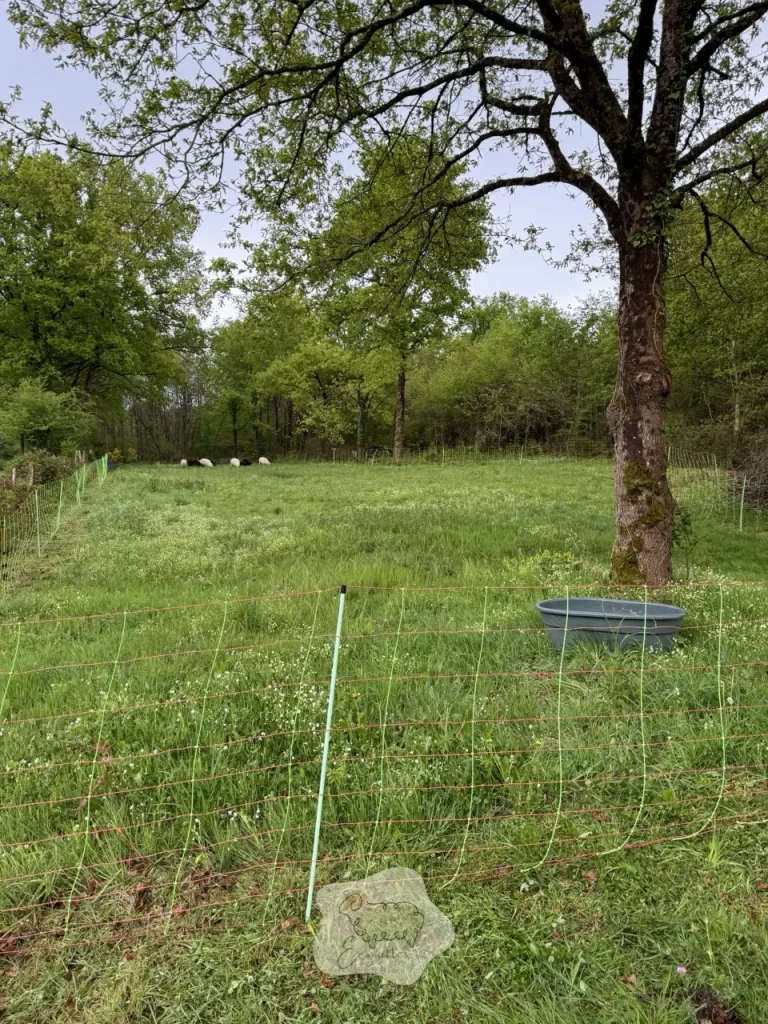 Votre expert local en éco-pâturage, un service clés en main pour une nature durable : mieux qu&rsquo;une structure nationale ?