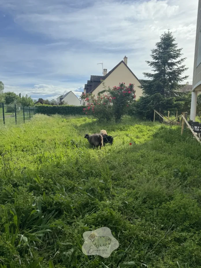 ferme-itinerante-avantages-ecopaturage-ecopattes ferme-itinerante-avantages-ecopaturage-ecopattes