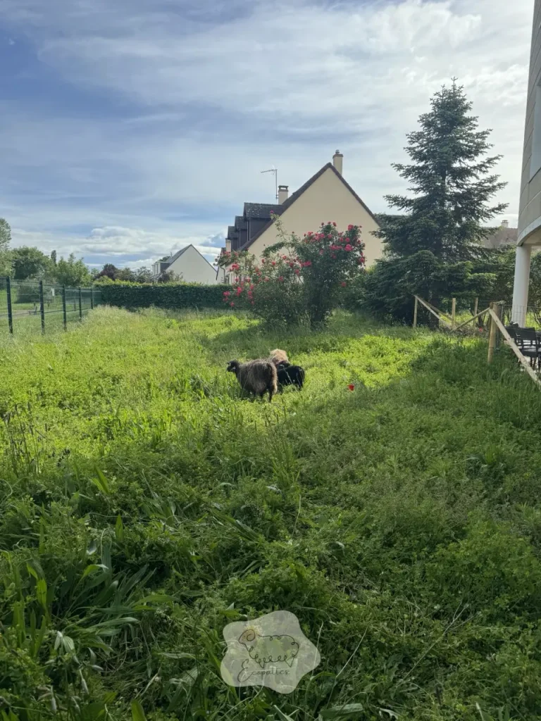 Découvrir la ferme itinérante et ses avantages pour l’éco-pâturage