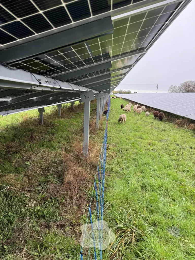 Les impacts positifs du pâturage extensif sur la qualité des sols