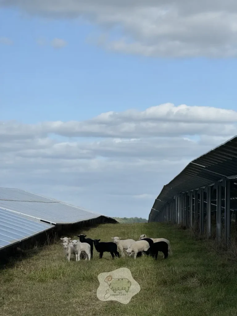 L’écopâturage : une solution naturelle pour maîtriser les plantes envahissantes