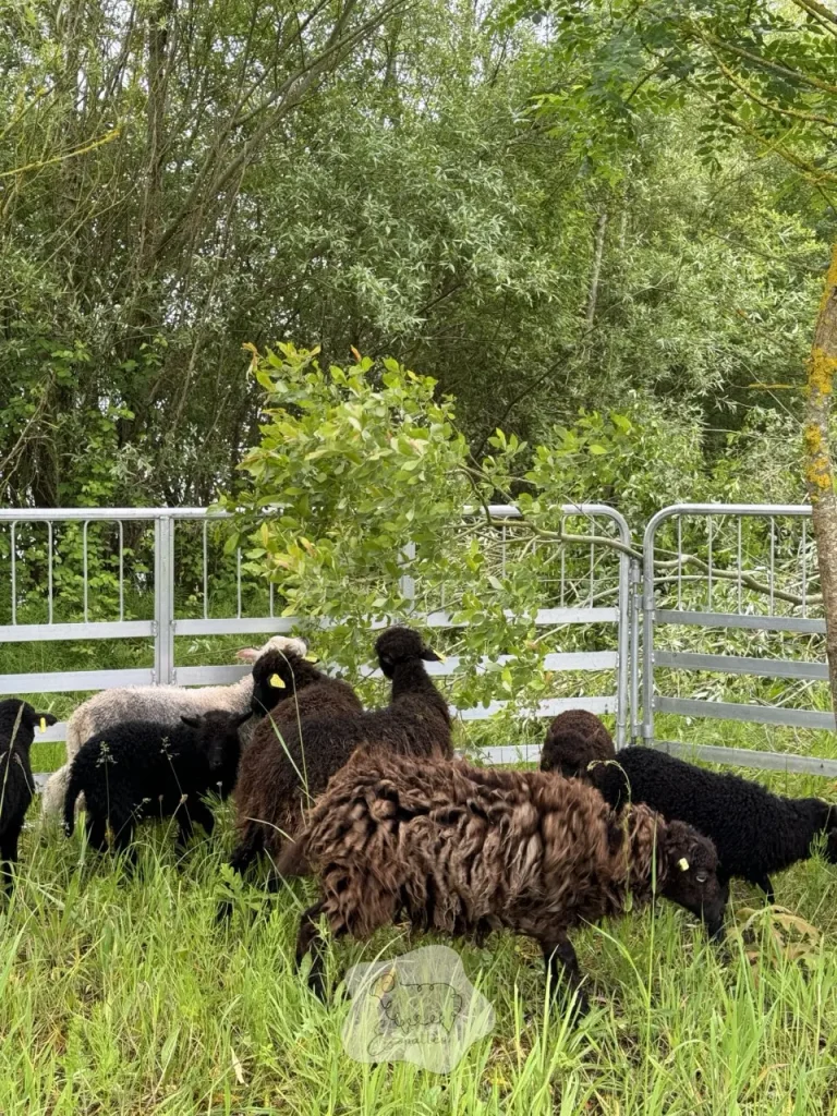 Pourquoi choisir la ferme itinérante pour pratiquer l’éco-pâturage