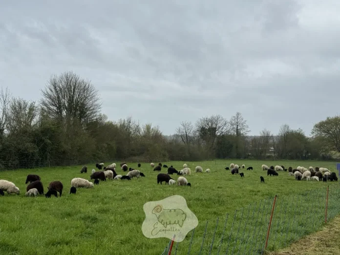prevention-maladies-parasitaires-mouton-ecopattes prevention-maladies-parasitaires-mouton-ecopattes