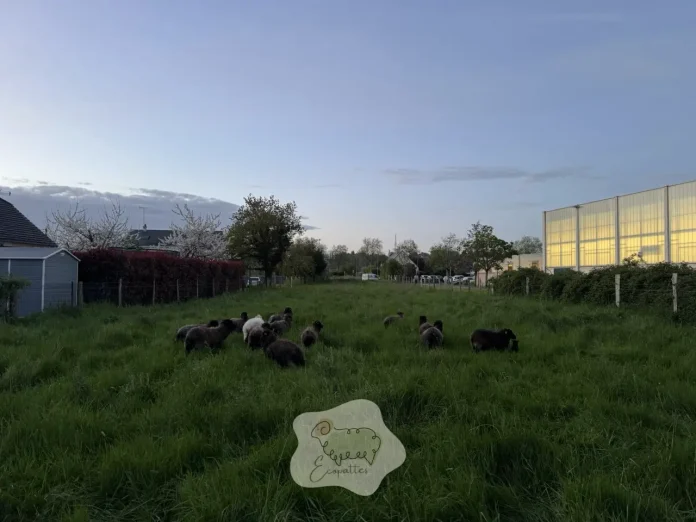 racines-ecopaturage-ecopattes racines-ecopaturage-ecopattes