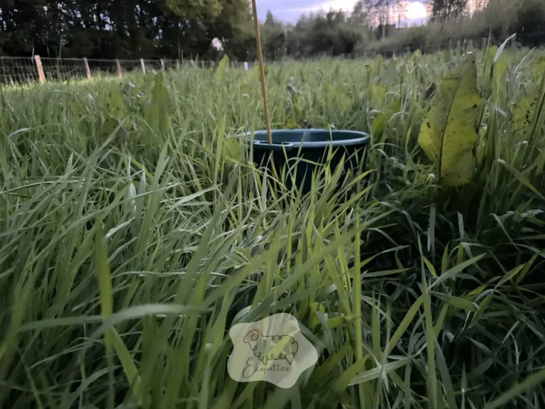 Révélations étonnantes sur le monde insoupçonné des moutons