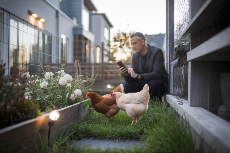 Ces 6 plantes mortelles menacent vos poules dans le jardin