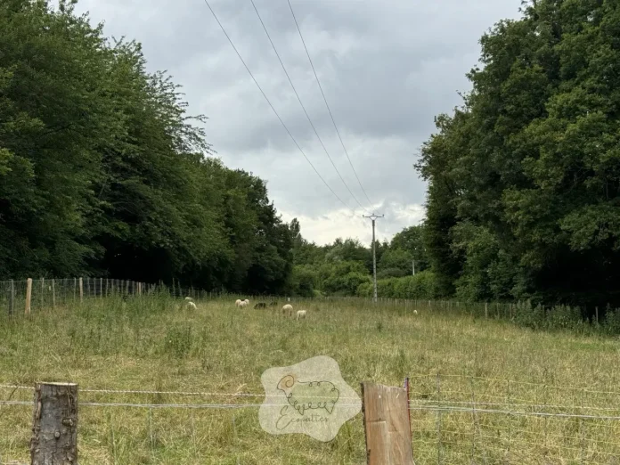 agrivoltaisme-ovin-moutons-eco-paturage-ecopattes agrivoltaisme-ovin-moutons-eco-paturage-ecopattes