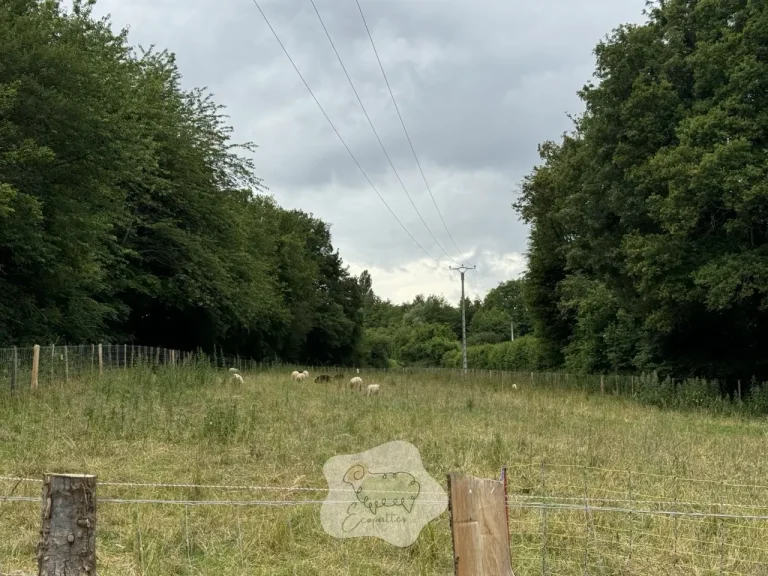 Agrivoltaïsme et élevage ovin : quand les moutons pâturent sous les panneaux solaires
