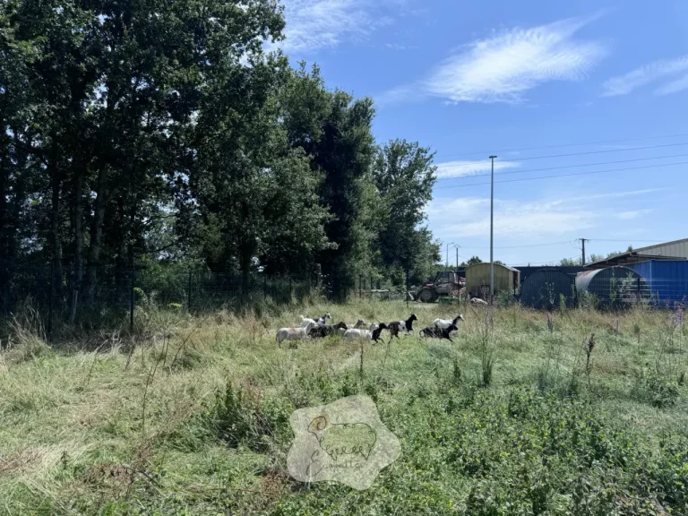 Comment certains animaux aident à manger les ronces en éco-pâturage