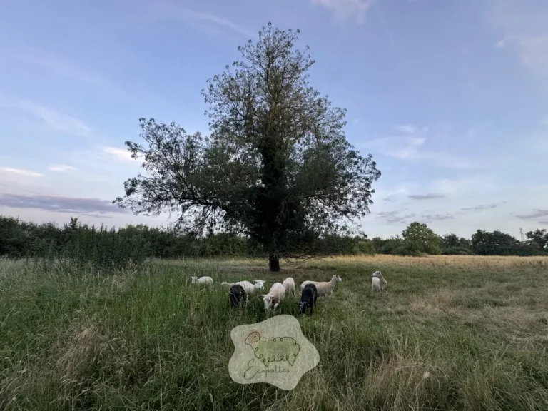 L’éco-pâturage : une approche écologique et durable pour entretenir vos espaces verts