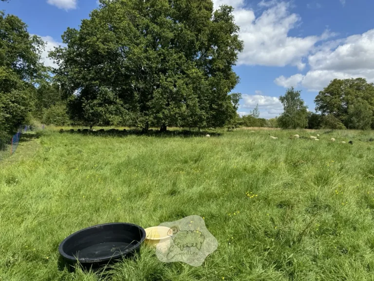 Les bergers : plongée au cœur d&rsquo;un univers naturel fascinant