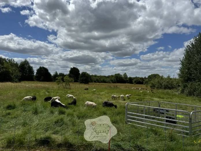 combien-de-mouton-au-m2-ecopaturage-ecopattes combien-de-mouton-au-m2-ecopaturage-ecopattes