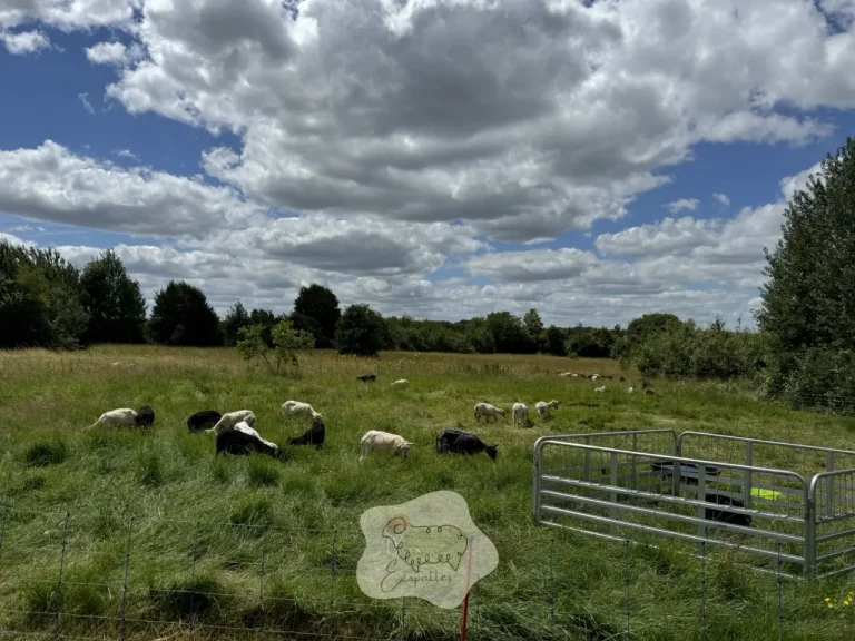 Combien de moutons peut-on élever par m2 sans problème ?